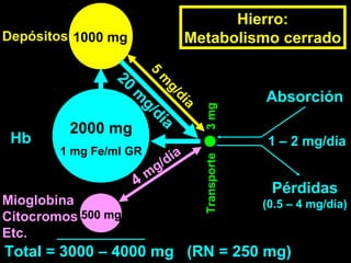 Transporte3mg
1000 mg
2000 mg
1 mg Fe/ml GR
500 mg
Mioglobina
Citocromos
Etc.
Hb
Depósitos
Total = 3000 – 4000 mg (RN = 250 mg)
Absorción
Pérdidas
(0.5 – 4 mg/día)
20
m
g/día
5
m
g/día
1 – 2 mg/día
Hierro:
Metabolismo cerrado
4 m
g/día
 