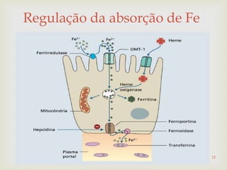 
Regulação da absorção de Fe
12
 