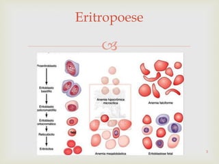 
Eritropoese
3
 