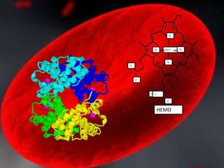 Fe++
N
N N
N
0
0
0
0 =
HEMO
 