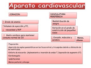 CORAZON VASCULATURA
PERIFERICA
Redistribución de
sangre
Variación en el grado de
constricción de pequeños
vasos
Manos,
riñones
Corazón, músculos y
cerebro
Grado de anemia
Gasto cardiaco para mantener
consumo normal de O2
Volumen de eyección y FC,
viscosidad y RVP
•Taquicardia
•Aparición de soplos pansistólicos en los focos mitral y tricuspideo debido a dilatación de
los ventrículos.
•Infarto de miocardio (Aplanamiento o inversión de ondas T, Depresión de segmento ST)
•Cardiomegalia
• palpitaciones
•Mareo postural y síncope
 