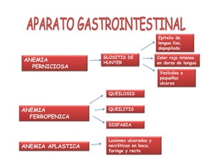 ANEMIA
PERNICIOSA
GLOSITIS DE
HUNTER
Color rojo intenso
en dorso de lengua
Vesículas o
pequeñas
ulceras
Epitelio de
lengua lisa,
depapilada
ANEMIA
FERROPENICA
DISFAGIA
QUEILITIS
QUEILOSIS
ANEMIA APLASTICA
Lesiones ulceradas y
necróticas en boca,
faringe y recto
 