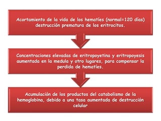 Acumulación de los productos del catabolismo de la
hemoglobina, debido a una tasa aumentada de destrucción
celular
Concentraciones elevadas de eritropoyetina y eritropoyesis
aumentada en la medula y otro lugares, para compensar la
perdida de hematíes.
Acortamiento de la vida de los hematíes (normal=120 días)
destrucción prematura de los eritrocitos.
 