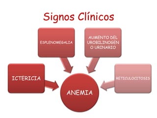 Signos Clínicos
ANEMIA
ICTERICIA
ESPLENOMEGALIA
AUMENTO DEL
UROBILINOGEN
O URINARIO
RETICULOCITOSIS
 