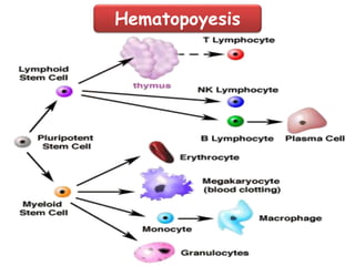 Hematopoyesis
 