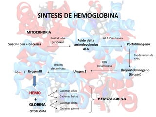 SINTESIS DE HEMOGLOBINA
MITOCONDRIA
Succinil coA + Glicerina
Fosfato de
piridoxal Acido delta
aminolevulenico
ALA
ALA Deshirasa
Porfobilinogeno
Condesacion de
4PBG
Uroporfobilinogeno
(Urogen)
PBG
Desaminasa
Urogen 1
Urogen
desaminasa
Urogen III
HEMO
+
GLOBINA
Cadenas alfas
Cadenas betas
Cadenas delta
Cadenas ganma
HEMOGLOBINA
CITOPLASMA
Fe++ +
 