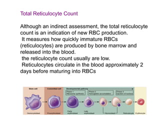 Total Reticulocyte Count
Although an indirect assessment, the total reticulocyte
count is an indication of new RBC production.
It measures how quickly immature RBCs
(reticulocytes) are produced by bone marrow and
released into the blood.
the reticulocyte count usually are low.
Reticulocytes circulate in the blood approximately 2
days before maturing into RBCs
 