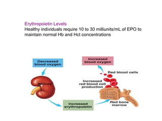 Erythropoietin Levels
Healthy individuals require 10 to 30 milliunits/mL of EPO to
maintain normal Hb and Hct concentrations
 