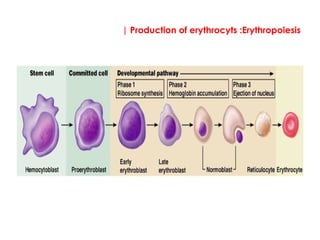 | Production of erythrocyts :Erythropoiesis
 