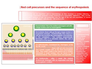 |Red cell precursors and the sequence of erythropoiesis
Anaemia of chronic
disease.
In individuals living
with a chronic
disease (e.g.
rheumatoid
arthritis),a complex
interaction of
inflammatory
cytokines interferes
with the red cell
lifecycle by
impairing iron
metabolism and
inhibiting red cell
precursors. The
end result is a
normocytic
anaemia.
Reticulocytes are an important cell in haematology as they increase in number following a
haemorrhage, haemolytic anaemia or from treatment of a haematinic deficiency. They provide
an excellent measure of red cell production and the age of the red cell population. In normal
blood there is usually about 1 reticulocyte : 100 erythrocytes.
Key point!
Keypoint!
marrow
3.5 Erythrocyte: after 1 week the mature
erythrocyte emerges with no organelles and high
haemoglobin content.Sequence: amplification and
maturation of the erythrocyte
Pronormoblast: This is the earliest and largest cell with
a large nucleus and no haemoglobin.
3.4. Reticulocytes: Considered the “teenagers” of the
the life cycle! This is the FINAL stage of developmentThis is the FINAL stage of development
before full maturation.before full maturation. These cells are now anucleate
and contain roughly 25% of the final haemoglobin
total. They reside mostly in the marrow but in healthy
individuals a small number can be found in the
peripheral blood. They contain some cell organelles.
Normoblasts: these cells go through a large number of
progressive changes. Fundamentally they reduce in
cell size but increase the haemoglobin concentration
in the cytoplasm. The nucleus proportionally
decreases until it is extruded before the cell is
released in to the blood.
blood
 