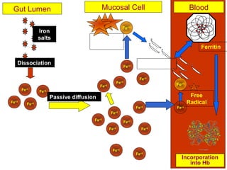 Fe+2
Fe+2
Fe+2Fe+2
Dissociation
Passive diffusion
Fe+2
Fe+2
Fe+2
Fe+2
Fe+2
Fe+2
Gut Lumen Mucosal Cell Blood
Ferritin
Iron
salts
Fe+3
Free
Radical
Fe+2
Fe+2
Fe+2
Fe+2
Fe+2
Fe+2
Fe+2
Fe+3
Free
Radical
Transferrin
Incorporation
into Hb
 