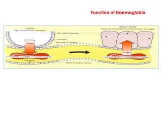 When there is a high concentration of oxygen e.g in the alveoli haemoglobin combines with oxygen to
form oxyhaemoglobin. When the blood reaches the tissue which have a low concentration of oxygen
the haemoglobin dissociates with the oxygen and the oxygen is released into body tissues
Function of Haemoglobin
 