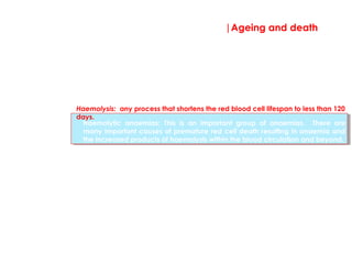 |Ageing and death
Haemolytic anaemias; This is an important group of anaemias. There are
many important causes of premature red cell death resulting in anaemia and
the increased products of haemolysis within the blood circulation and beyond.
Haemolysis: any process that shortens the red blood cell lifespan to less than 120
days.
A red cell shows signs of deterioration from around 100 days of the cell’s cycle.
Without any DNA or ribosomes, the cell is unable to generate new enzymes (like
pyruvate kinase or G6PD that we have been introduced to). These ageing cells
are eventually identified by the reticuloendothelial system. This is a system of
white blood cells that are present within the spleen, liver and lymph nodes whose
main role is to phagocytose damaged or ageing cells. The tired red cells are
removed and recycled by macrophages in the spleen and liver.
Normally red cell degradation and recycling is managed by the
reticuloendothelial system on a daily basis without any problems. When a
pathological process causes premature lysis of the red cells, the ability of the
body to clear the increased number of waste products may be overloaded.
 
