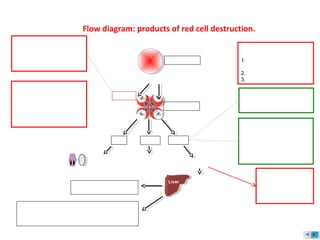 Haemoglobin
Haem
Unconjugated
bilirubin
Conjugated in the liver to
the diglucuronide, water-
soluble form that is
secreted in the bile and
then converted to
stercobilinogen.
Liver
Some stercobilin and stercobilogen are reabsorbed from
the intestine and excreted in the urine as urobilin and
urobilinogen. Raised levels in the urine may indicate
haemolysis.
3. Bilirubin
Heamolysis results in
excess bilirubin causing
jaundice (typically lemon
yellow colour ) and
pigment gallstones.
GlobinIron
Attaches to
transferrin
F
Is metabolized
to amino acids
Red blood cell
Investigating haemolysis
1.Lactic acid dehydrogenase
(LDH)
2.Reticulocyte count
3.Bilirubin
1. LDH is a nucleic enzyme which
is released on red cell destruction.
The concentration of LDH is
measurable from a blood sample
and provides an indicator of
haemolysis.
3. LDH
2. Reticulocyte count will be
elevated in response to the
feedback loop during anaemia.
The bone marrow increases red
cell production. Reticulocytes are
larger than mature red blood cells
causing a rise in mean cell volume
( MCV).
Flow diagram: products of red cell destruction.
The protoporphyrin of haem is
metabolised to the yellow pigment
bilirubin, which is bound to
albumin in the plasma.
Stercobilinogen is excreted in
the faeces
Haptoglobins these proteins bind
to any free haemoglobin. These
proteins can become saturated in
a haemolytic anaemia.
Haemoglobin can then pass into
the urine causing
haemoglobinuria or converted to
haemosiderinuria.
 
