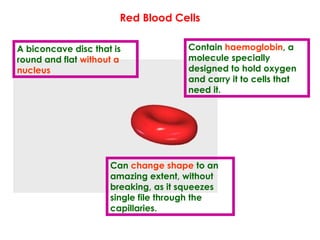 Red Blood Cells
Contain haemoglobin, a
molecule specially
designed to hold oxygen
and carry it to cells that
need it.
Can change shape to an
amazing extent, without
breaking, as it squeezes
single file through the
capillaries.
A biconcave disc that is
round and flat without a
nucleus
 