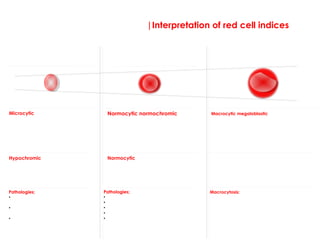 |Interpretation of red cell indices
Microcytosis & hypochromia Normocytosis & normochromia
Microcytic
Abnormally small red blood cells.
Microcytic anemia is not caused
by reduced DNA synthesis. It is
not fully understood but is
believed to be due reduced
erythroid regeneration.
Hypochromic
Hypochromic cells due to a
failure of haemoglobin synthesis.
Pathologies;
•Iron deficiency; iron is an essential
building block of haem.
•Failure of globin synthesis; this
occurs in the thalassemia's.
•Crystallization of haemoglobin:
sickle cell disease and
haemoglobin C.
Normocytic
Many processes causing anaemia
do not effect the cell size or
haemoglobin concentration within
cells.
Normocytic normochromic
anaemia develops when there is a
decrease in the production of
normal red blood cells.
Pathologies;
•anemia of chronic disease (some)
•aplastic anemia
•Haemolysis: a increased destruction (some)
•Hemolysis ;or loss of red blood
•pregnancy/fluid overload: an inbalance or
an increase in plasma volume compared to
red cell production
Macrocytosis & megaloblastosis
Macrocytic megaloblastic
red blood cells have an unusual misshapen
appearance, which is due to defective
synthesis of DNA. This in turn leads to delayed
maturation of the nucleus compared to that of
the cytoplasm and the cells have a reduced
survival time.
Macrocytosis:
The exact cause of the pathological
mechanisms behind these large cells is not
fully understood.. It is thought to be linked to
lipid deposition on the red cell membrane.
Alcohol is the most frequent cause of a raised
MCV!  
Alcohol | Liver disease | hypothyroidism |
Hypoxia | cytotoxic drugs | pregnancy |
In clinical practice megaloblastic
anaemia is almost always caused by a
deficiency of vitamin B12 or folate which
are key building blocks in DNA synthesis.
 