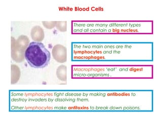White Blood Cells
There are many different types
and all contain a big nucleus.
The two main ones are the
lymphocytes and the
macrophages.
Some lymphocytes fight disease by making antibodies to
destroy invaders by dissolving them.
Other lymphocytes make antitoxins to break down poisons.
Macrophages ‘eat’ and digest
micro-organisms .
 