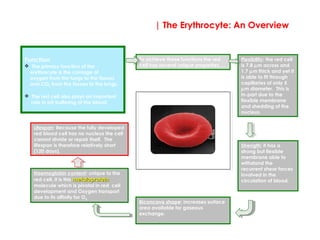 | The Erythrocyte: An Overview
Image: scanning electron microscope of
red blood cell
To achieve these functions the red
cell has several unique properties….
Strength: it has a
strong but flexible
membrane able to
withstand the
recurrent shear forces
involved in the
circulation of blood.
Flexibility: the red cell
is 7.8 µm across and
1.7 µm thick and yet it
is able to fit through
capillaries of only 5
µm diameter. This is
in-part due to the
flexible membrane
and shedding of the
nucleus.
Biconcave shape: increases surface
area available for gaseous
exchange.
Haemoglobin content: unique to the
red cell, it is this metaloproteinmetaloprotein
molecule which is pivotal in red cell
development and Oxygen transport
due to its affinity for O2.
Function 
 The primary function of the
erythrocyte is the carriage of
oxygen from the lungs to the tissues
and CO2 from the tissues to the lungs.
 The red cell also plays an important
role in pH buffering of the blood.
Lifespan: Because the fully developed
red blood cell has no nucleus the cell
cannot divide or repair itself. The
lifespan is therefore relatively short
(120 days).
 