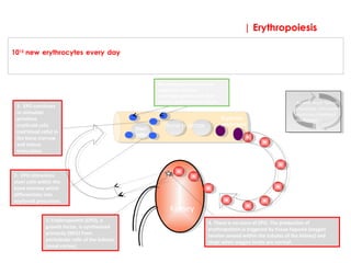 Kidney
Bone marrow
Red blood cells in
circulationerythropoietin
Stem
cells
Erythroid
precursors
An erythrocyte is a fully developed, mature red blood cell. The adult human makes approximately
1012
new erythrocytes every day by the process of erythropoiesis. This is a complex process that
occurs within the bone marrow. Before an erythrocyte arrives fully functioning into the blood stream
it must develop from a stem cell through an important number of stages
As with much human
physiology, this system
works via a feedback
mechanism.
4. There is no store of EPO. The production of
erythropoietin is triggered by tissue hypoxia (oxygen
tension sensed within the tubules of the kidney) and
stops when oxygen levels are normal.
| Erythropoiesis
2. EPO stimulates
stem cells within the
bone marrow which
differentiate into
erythroid precursors.
3. EPO continues
to stimulate
primitive
erythroid cells
(red blood cells) in
the bone marrow
and induce
maturation.
1: Erythropoietin (EPO), a
growth factor, is synthesized
primarily (90%) from
peritubular cells of the kidneys
(renal cortex).
Macrophages surround and
supply iron to these
erythroprogenitor cells that
become erythroblastic islands.
 