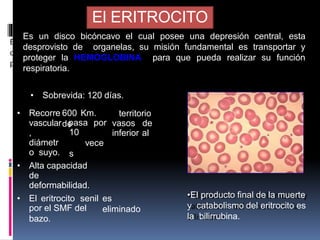 El ERITROCITO
• Recorre 600 Km.
de
pasa por
10
vece
s
territorio
vasos de
inferior al
vascular
,
diámetr
o suyo.
• Alta capacidad
de
deformabilidad.
• El eritrocito senil es
eliminado
por el SMF del
bazo.
Es un disco bicóncavo el cual posee una depresión central, esta
desprovisto de organelas, su misión fundamental es transportar y
proteger la HEMOGLOBINA para que pueda realizar su función
respiratoria.
• Sobrevida: 120 días.
•El producto final de la muerte
y catabolismo del eritrocito es
la bilirrubina.
 
