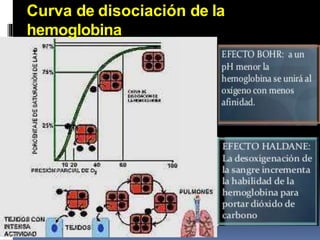 Curva de disociación de la
hemoglobina
 