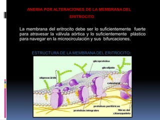 La membrana del eritrocito debe ser lo suficientemente fuerte
para atravesar la válvula aórtica y lo suficientemente plástico
para navegar en la microcirculación y sus bifurcaciones.
ESTRUCTURA DE LA MEMBRANA DEL ERITROCITO:
ANEMIA POR ALTERACIONES DE LA MEMBRANA DEL
ERITROCITO
 