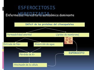 Enfermedad Hereditaria autosómica dominante
Déficit de las proteínas del citoesqueleteo
Permeabilidad anormal Lípidos de membrana
Entrada de Na+ Absorción de agua
Pérdida de K+
Hinchazón de la célula
ESFEROCITO
ESFEROCITOSIS
HEREDITARIA
 