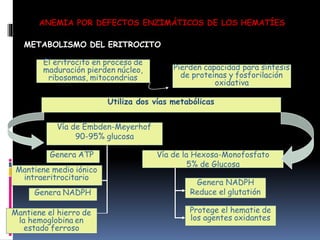 Utiliza dos vías metabólicas
ANEMIA POR DEFECTOS ENZIMÁTICOS DE LOS HEMATÍES
METABOLISMO DEL ERITROCITO
El eritrocito en proceso de
maduración pierden núcleo,
ribosomas, mitocondrias
Pierden capacidad para síntesis
de proteinas y fosforilación
oxidativa
Vía de Embden-Meyerhof
90-95% glucosa
Vía de la Hexosa-Monofosfato
5% de Glucosa
Genera ATP
Genera NADPH
Reduce el glutatión
Mantiene medio iónico
intraeritrocitario
Genera NADPH
Mantiene el hierro de
la hemoglobina en
estado ferroso
Protege el hematie de
los agentes oxidantes
 