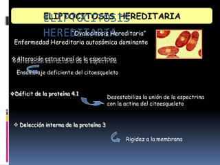 ELIPTOCITOSIS
HEREDITARIA
“Ovalocitosis Hereditaria”
Enfermedad Hereditaria autosómica dominante
Alteración estructural de la espectrina
Ensamblaje deficiente del citoesqueleto
Déficit de la proteína 4.1
Desestabiliza la unión de la espectrina
con la actina del citoesqueleto
 Delección interna de la proteína 3
Rigidez a la membrana
 