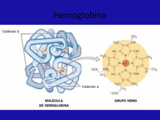 Hemoglobina
 