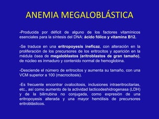 ANEMIA MEGALOBLÁSTICA
-Producida por déficit de alguno de los factores vitamínicos
esenciales para la síntesis del DNA: ácido fólico y vitamina B12.
-Se traduce en una eritropoyesis ineficaz, con alteración en la
proliferación de los precursores de los eritrocitos y aparición en la
médula ósea de megaloblastos (eritroblastos de gran tamaño),
de núcleo es inmaduro y contenido normal de hemoglobina.
-Desciende el número de eritrocitos y aumenta su tamaño, con una
VCM superior a 100 (macrocitosis).
-Es frecuente encontrar ovalocitosis, inclusiones intraeritrocitarias,
etc., así como aumento de la actividad lacticodeshidrogenasa (LDH)
y de la bilirrubina no conjugada, como expresión de una
eritropoyesis alterada y una mayor hemólisis de precursores
eritroblásticos.
 