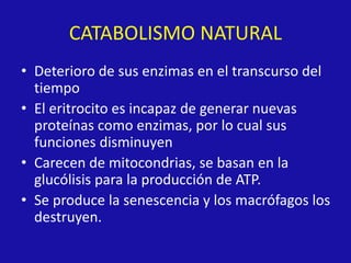 CATABOLISMO NATURAL
• Deterioro de sus enzimas en el transcurso del
tiempo
• El eritrocito es incapaz de generar nuevas
proteínas como enzimas, por lo cual sus
funciones disminuyen
• Carecen de mitocondrias, se basan en la
glucólisis para la producción de ATP.
• Se produce la senescencia y los macrófagos los
destruyen.
 