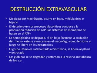 DESTRUCCIÓN EXTRAVASCULAR
• Mediada por Macrófagos, ocurre en bazo, médula ósea e
hígado
• El deterioro en sus procesos glucolíticos conduce a la
producción reducida de ATP (los sistemas de membrana se
basan en el ATP)
• La hemoglobina se degrada, el pH bajo favorece la oxidación
del hierro, este se almacena en el macrófago como ferritina y
luego se libera en los hepatocitos
• El grupo Hemo es catabolizado a bilirrubina, se libera al plama
y excretado
• Las globinas se se degradan y retornan a la reserva metabólica
de los a.a.
 