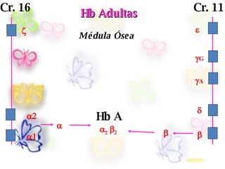 



A

G

Cr. 16
Hb AdultasHb Adultas

Hb A


Médula Ósea
Cr. 11
 