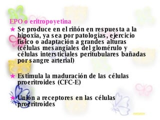 EPO o eritropoyetina
★ Se produce en el riñón en res pues ta a la
hipoxia, ya s ea por patologías , ejercicio
fís ico o adaptación a grandes alturas
(células mes angiales del glomérulo y
células inters ticiales peritubulares bañadas
por s angre arterial)
★ Es timula la maduración de las células
proeritroides (CFC-E)
★ Unión a receptores en las células
proeritroides
 