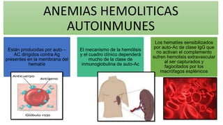 ANEMIAS HEMOLITICAS
AUTOINMUNES
Están producidas por auto –
AC dirigidos contra Ag
presentes en la membrana del
hematíe
El mecanismo de la hemólisis
y el cuadro clínico dependerá
mucho de la clase de
inmunoglobulina de auto-Ac
Los hematíes sensibilizados
por auto-Ac de clase IgG que
no activan el complemento
sufren hemolisis extravascular
al ser capturados y
fagocitados por los
macrófagos esplénicos
 