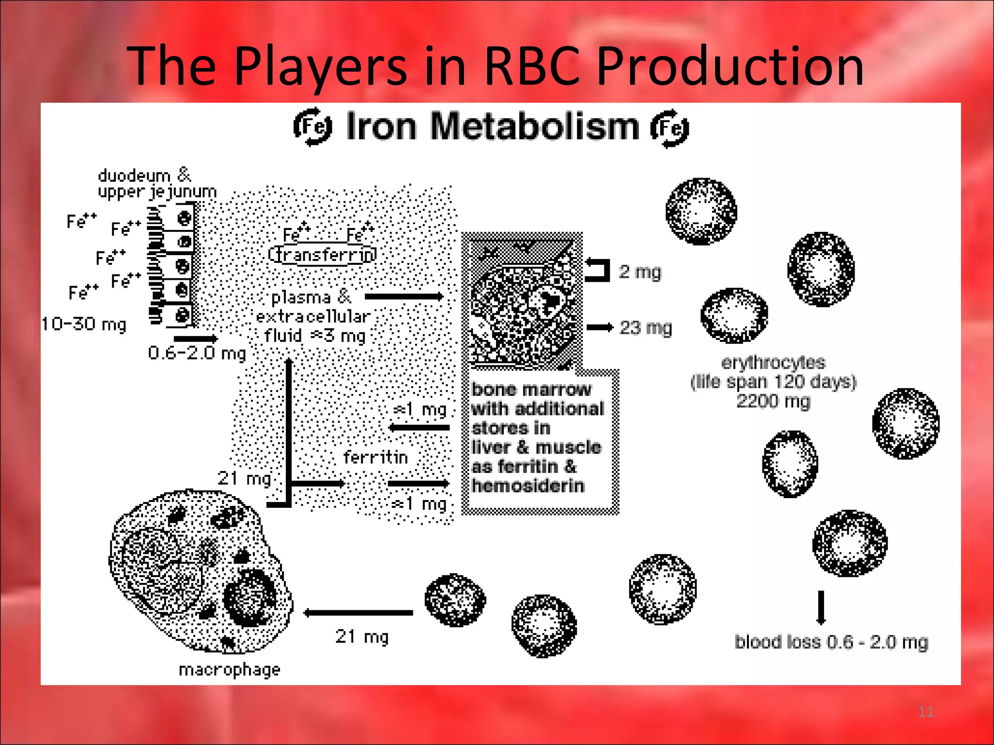 The Players in RBC Production
11
 