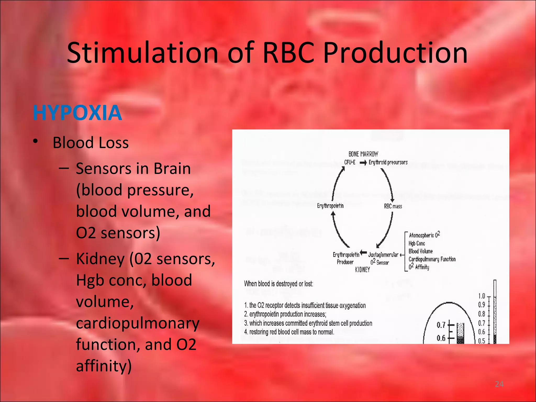 Stimulation of RBC Production
HYPOXIA
• Blood Loss
– Sensors in Brain
(blood pressure,
blood volume, and
O2 sensors)
– Kidney (02 sensors,
Hgb conc, blood
volume,
cardiopulmonary
function, and O2
affinity)
24
 