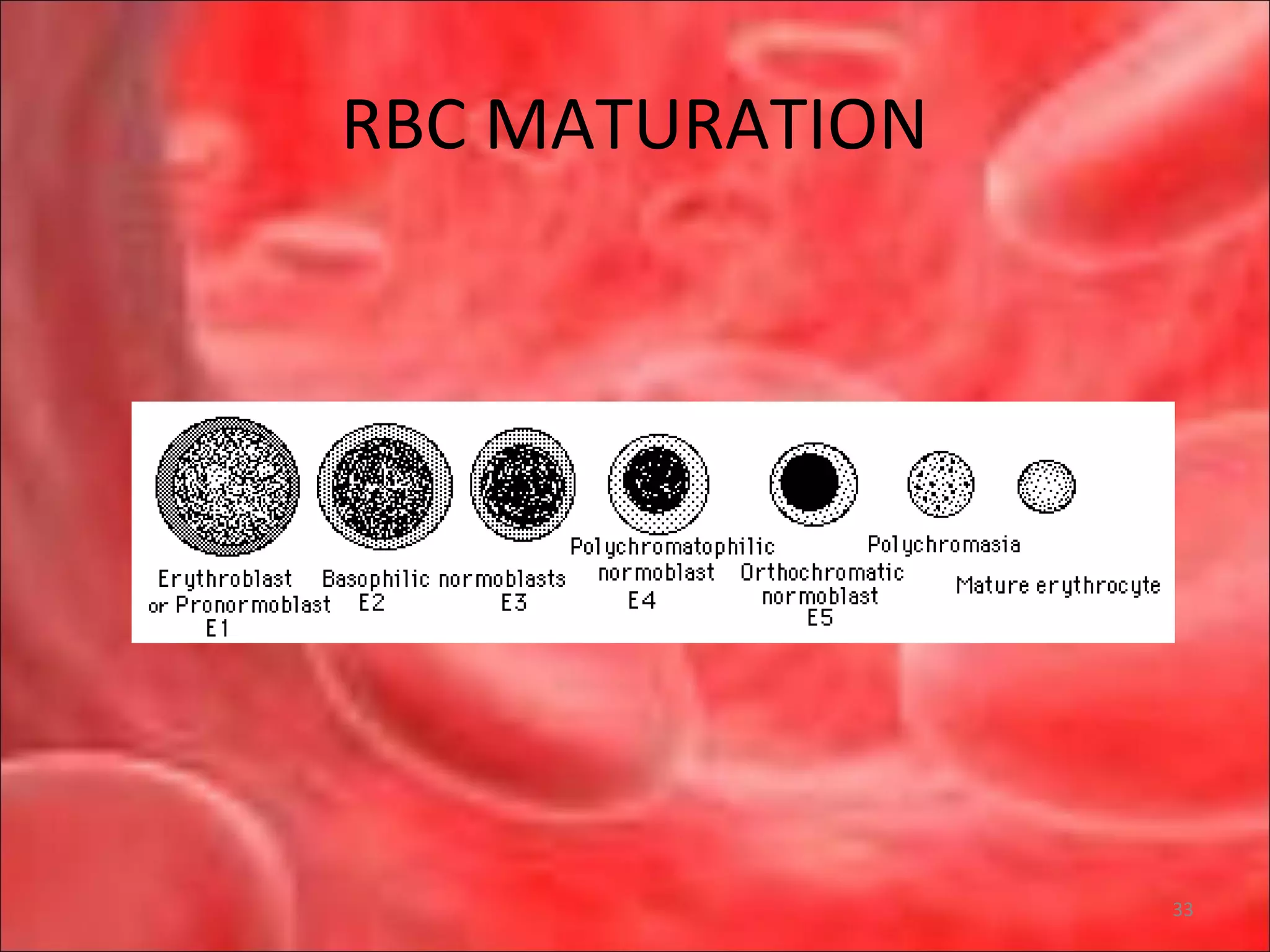 RBC MATURATION
33
 
