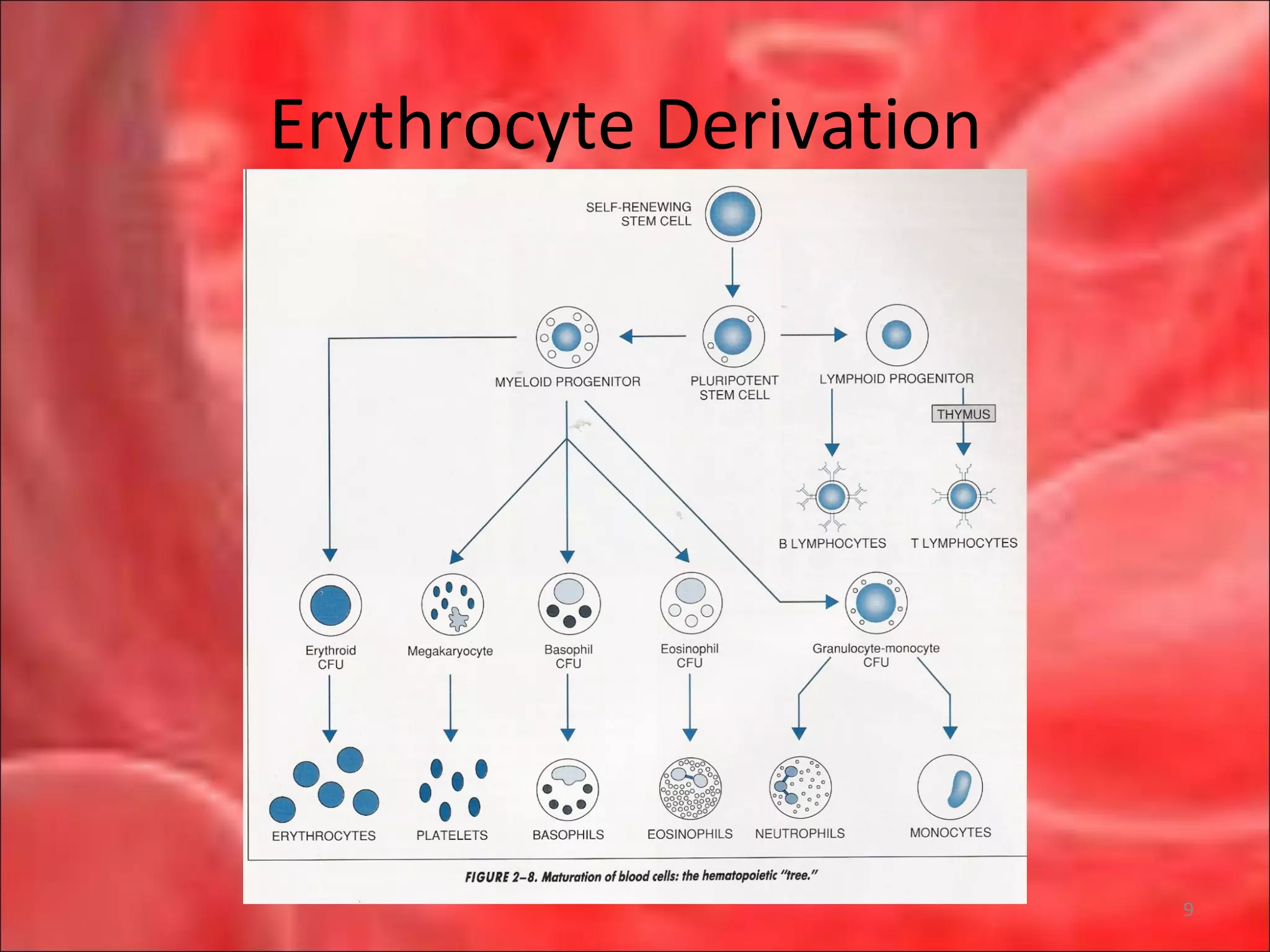 Erythrocyte Derivation
9
 