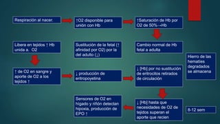 Hierro de las
hematíes
degradados
se almacena
8-12 sem
Respiración al nacer. ↑O2 disponible para
unión con Hb
↑Saturación de Hb por
O2 de 50%→Hb
Cambio normal de Hb
fetal a adulta
Sustitución de la fetal (↑
afinidad por O2) por la
del adulto (↓)
Libera en tejidos ↑ Hb
unida a. O2
↑ de O2 en sangre y
aporte de O2 a los
tejidos ↑
↓ producción de
eritropoyetina
↓ [Hb] por no sustitución
de eritrocitos retirados
de circulación
↓ [Hb] hasta que
necesidades de O2 de
tejidos superan el
aporte que recien
Sensores de O2 en
hígado y riñón detectan
hipoxia, producción de
EPO ↑
 