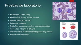 Pruebas de laboratorio
 Macrocítica( VCM > 100fl)
 Eritrocitos de forma y tamaño variados
 Conteo de reticulocitos bajo
 Eritrocitos nucleados
 Neutrofilos grandes con núcleos hipersegementados
 Ácido fólico: <3 ng/ml (5-20ng/ml)
 Actividad sérica de lactato deshidrogenasa muy elevada
 Médula ósea hipercelular
 