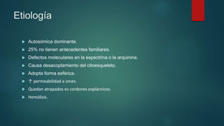 Etiología
 Autosómica dominante.
 25% no tienen antecedentes familiares.
 Defectos moleculares en la espectrina o la arquinina.
 Causa desacoplamiento del citoesqueleto.
 Adopta forma esférica.
 ↑ permeabilidad a iones.
 Quedan atrapados es cordones esplácnicos.
 Hemólisis.
 