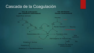 Cascada de la Coagulación
 