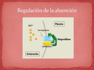 Regulación de la absorción
 