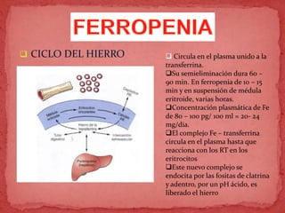  CICLO DEL HIERRO  Circula en el plasma unido a la
transferrina.
Su semieliminación dura 60 –
90 min. En ferropenia de 10 – 15
min y en suspensión de médula
eritroide, varias horas.
Concentración plasmática de Fe
de 80 – 100 pg/ 100 ml = 20- 24
mg/día.
El complejo Fe – transferrina
circula en el plasma hasta que
reacciona con los RT en los
eritrocitos
Este nuevo complejo se
endocita por las fositas de clatrina
y adentro, por un pH ácido, es
liberado el hierro
 