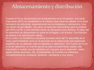 Almacenamientoy distribución
Cuando el Fe es transportado por la transferrina de la circulación, una parte
importante (90%) es transferida en la médula ósea hacia las células de la línea
formadora de eritrocitos, especialmente los normoblastos y reticulocitos. Una
vez dentro de las células, una parte va hacia las mitocondrias para la síntesis
del HEM y la Hb, y otra cantidad menor se almacena como ferritina. El resto del
Fe absorbido es almacenado en parte en el hígado y en el bazo. Otra fracción
se destina a la reproducción celular.
El Fe unido a la transferrina circulante proviene tanto del Fe absorbido en el
tracto gastrointestinal como en el aportado por la destrucción principalmente
esplénica de los glóbulos rojos envejecidos (o alterados). Otra fuente de Fe es
la de los depósitos: el nivel de aporte de este compartimento resulta más
importante a medida que las pérdidas son mayores que la absorción, hasta
agotar dichos depósitos. Así, el intercambio de Fe entre los diferentes
compartimentos es constante, dinámico, cambiante y muy activo.
 