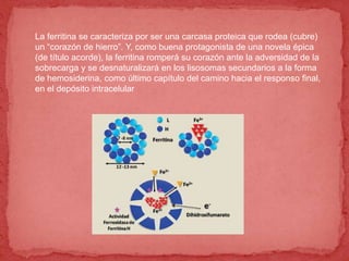 La ferritina se caracteriza por ser una carcasa proteica que rodea (cubre)
un “corazón de hierro”. Y, como buena protagonista de una novela épica
(de título acorde), la ferritina romperá su corazón ante la adversidad de la
sobrecarga y se desnaturalizará en los lisosomas secundarios a la forma
de hemosiderina, como último capítulo del camino hacia el responso final,
en el depósito intracelular
 
