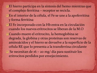 El hierro participa en la síntesis del hemo mientras que
el complejo ferritina – receptor se recicla.
En el interior de la célula, el Fe se une a la apoferritina
y forma ferritina
El Fe incorporado con la Hb entra en la circulación
cuando los nuevos eritrocitos se liberan de la M.O
Cuando muere el eritrocito, la hemoglobina se
degrada, la globina y otras proteínas son reservas de
aminoácidos y el hierro se devuelve a la superficie de la
célula RE que lo presenta a la transferrina circulante
 Se necesitan de 16 – 20 mg/ día para sustituir los
eritrocitos perdidos por envejecimiento.
 