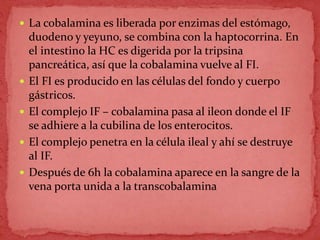  La cobalamina es liberada por enzimas del estómago,
duodeno y yeyuno, se combina con la haptocorrina. En
el intestino la HC es digerida por la tripsina
pancreática, así que la cobalamina vuelve al FI.
 El FI es producido en las células del fondo y cuerpo
gástricos.
 El complejo IF – cobalamina pasa al ileon donde el IF
se adhiere a la cubilina de los enterocitos.
 El complejo penetra en la célula ileal y ahí se destruye
al IF.
 Después de 6h la cobalamina aparece en la sangre de la
vena porta unida a la transcobalamina
 